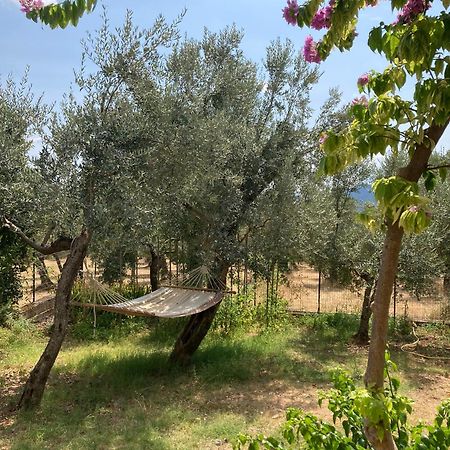 Casa Sisu-Appartamento Immerso Negli Ulivi SantʼElia Fiumerapido Eksteriør billede
